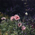Image16