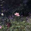 Image15