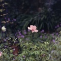Image14