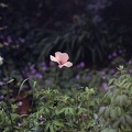 Image13