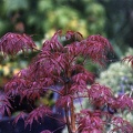 Image11