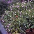 Image2